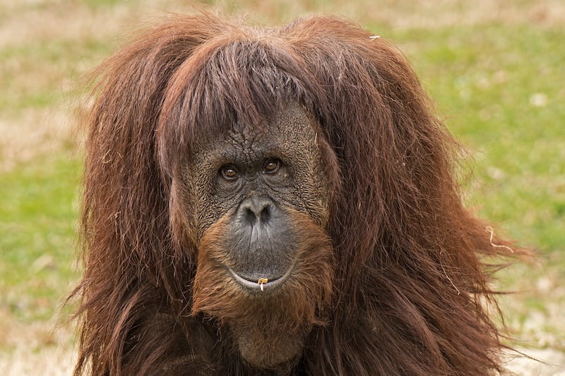 ORANGUTAN